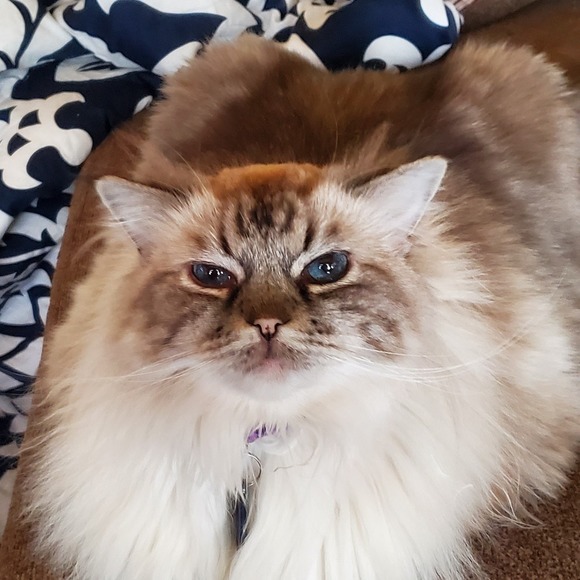 maddcat2020